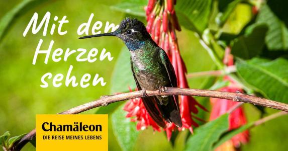 CostaRica-Kolibri2_1200x628a